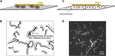 One must reconstitute the functions of interest from purified proteins